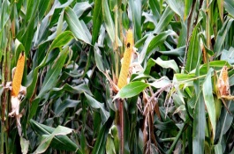 三正玉2号玉米栽培技术要点，结合每亩施尿素15公斤