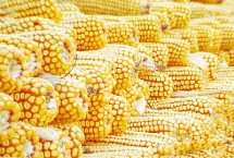 德汇2116玉米栽培技术要点，高抗禾谷镰孢茎腐病