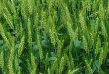 龙麦72小麦栽培技术要点，出苗至成熟生育日数90天左右