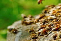 蜂蜡如何提纯，原料为老旧巢脾