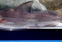 鮠鱼和鲶鱼的区别，一般在9-13元/斤左右