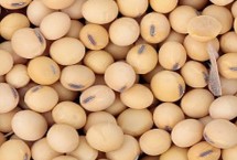 周豆49大豆栽培技术要点，长江流域夏大豆高油型品种