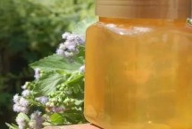 百花蜜和枇杷蜜的区别，色泽和口感均不同