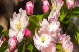 海棠花何时开花，寓意苦恋、顽强不倒等