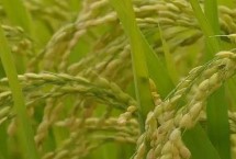 嘉优8号水稻栽培技术要点，每亩有效穗数17.1万穗