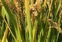 吉稻2号水稻栽培技术要点，叶瘟表现中抗