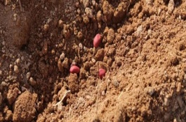 花生一亩播种几斤合适，在4-5月的时候种植