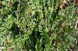 种荠菜用什么土比较好，是春秋季节的蔬菜