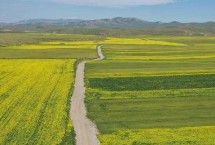 金诺麦2号小麦栽培技术要点，适宜播期10月5～15日