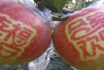 怎么改造苹果树的树形，将字模贴在苹果表面可产生色差