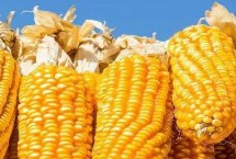 LB211玉米栽培技术要点，适宜播种期4月下旬至5月上旬