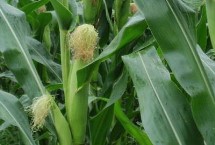 瑞秋307玉米栽培技术要点，4月下旬至5月上旬播种