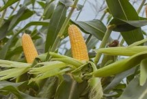 骏玉3玉米栽培技术要点，中抗茎腐病