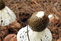 蘑菇菌种自己怎么培养，竹荪、黑木耳、草菇等