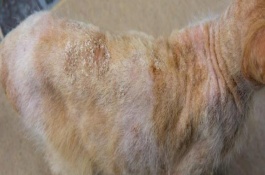 猫癣的治疗方法，要做好消毒工作并给猫补充维生素