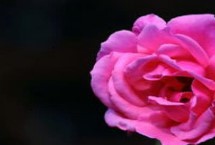 花卉植物有哪些好朋友和死对头，百合与玫瑰种在一起可以延长花期