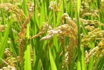 艺博2号水稻栽培技术要点，香稻品种