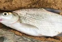 垂钓鳊鱼的饵料配方，0.5-1米的深度较合适