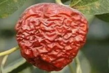 枣缩果病的发生规律，主要为害果实