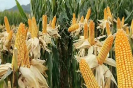 中单195玉米栽培技术要点，普通玉米品种