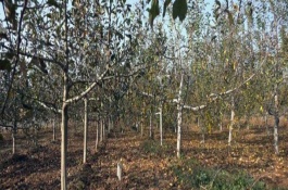 果树冬季清园时间，在12月份左右清园不会伤害植株