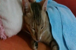 如何预防猫咪感冒，感冒初期鼻头会干燥发热