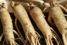 人参的种植时间，土壤需富含有机质和微量元素