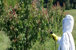 甲维盐都能防治哪些害虫，是一种新型高效半合成抗生素杀虫剂