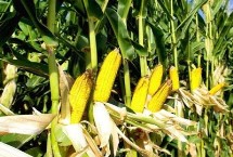 华单1315玉米栽培技术要点，中抗灰斑病