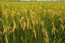 新稻17号水稻品种基本信息，基本苗每亩10～12万