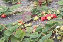 草莓冬天可以种吗，4-5月开花6-7月结果