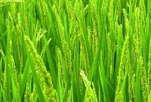 启两优靓占水稻栽培技术要点，6月下旬播种