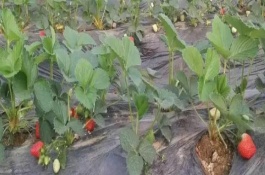 冬季草莓大棚栽培技术要点，12月才开始成熟可以吃