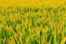 扬两优813水稻栽培技术要点，籼型两系杂交水稻品种