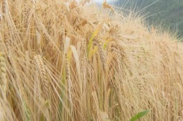 啤酒大麦怎么施肥，可能是种植密度大、氮肥过量、遇到降雨等因素造成