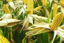 锦绣26玉米栽培技术要点，中抗茎腐病