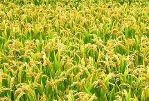 荟两优636水稻栽培技术要点，每亩有效穗数16.5万穗