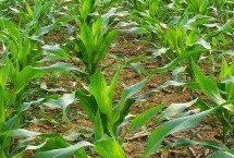 中科瑞369玉米栽培技术要点，适宜播期4月下旬至5月上旬