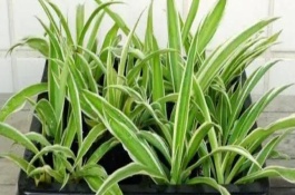 金边吊兰烂根怎么处理，需提供全天的散射光照