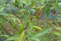 怎么防治辣椒花叶病毒病，可与豆科作物轮作