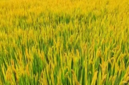 盐稻11号水稻品种适宜种植区域，全生育期155.8天