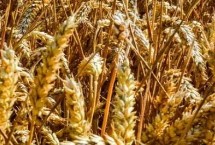 硕麦988小麦栽培技术要点，适宜播种期10月中下旬