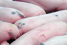 仔猪断奶转群要注意什么，需做好防寒保温、饲料投喂、分群饲养等工作