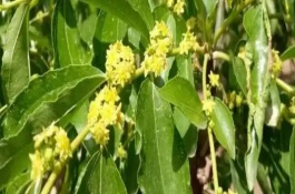 枣树花期该不该浇水，吡虫啉、噻虫嗪、苏云金杆菌等药物均可使用