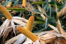 恒丰728玉米栽培技术要点，适应区4月下旬至5月上旬播种