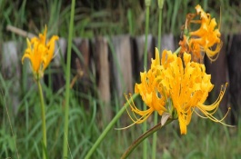 金花石蒜有什么花语，在我国代表优美纯洁