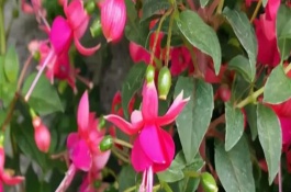 让倒挂金钟过冬的方法，生长旺季每周追施一次肥料