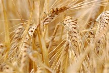 漯麦163小麦栽培技术要点，每亩适宜基本苗18万