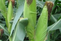 秀春1号玉米栽培技术要点，注意防治地下害虫