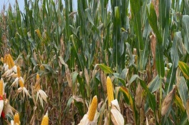 黑凤玉米栽培技术要点，最佳种植密度3000株